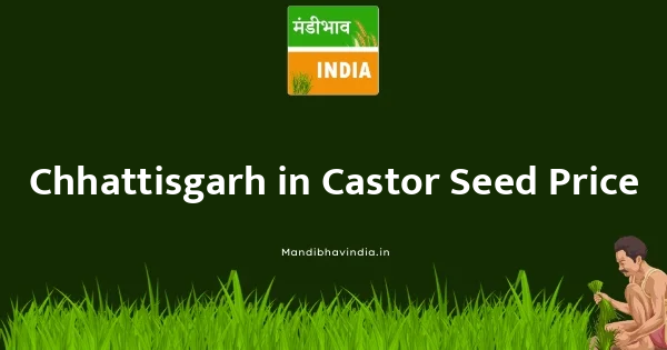 Castor Seed भाव